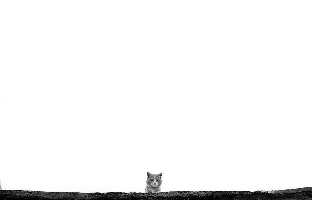 The Cat Photograph by Gholamreza Karimi - Fine Art America