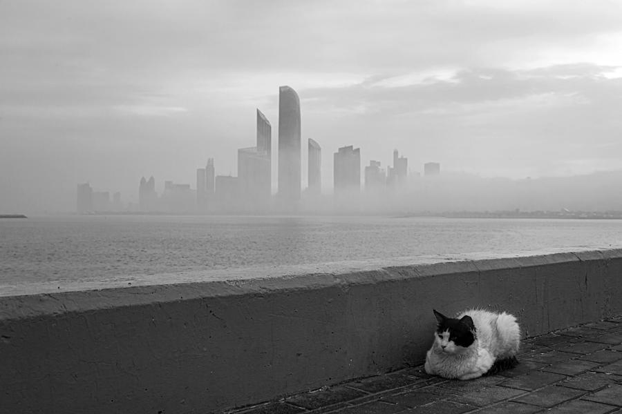 The Cat In Morning Mood Photograph by Souvik Banerjee - Fine Art America