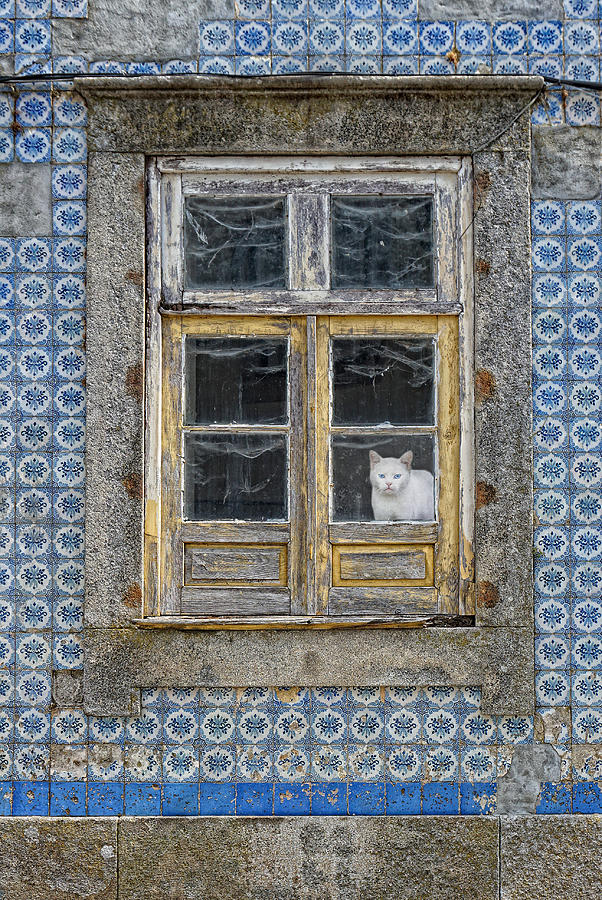 The Cat In The Window Photograph by Jose C. Lobato