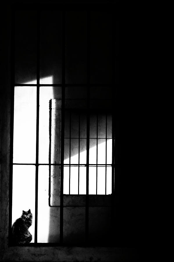 Black And White Photograph - The Cat by Massimo Della Latta