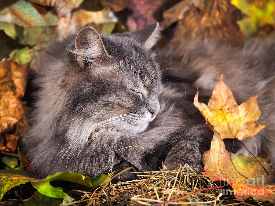 Fur Photograph - The Cat Sleeps In Colorful Autumn by Irina Kozorog Fur Photograph - The Cat Sleeps In Colorful Autumn by Irina Kozorog