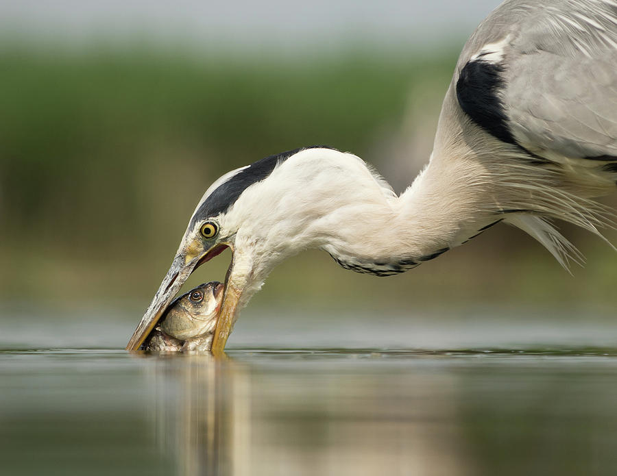 Heron Photograph - The Catch by Olof Petterson