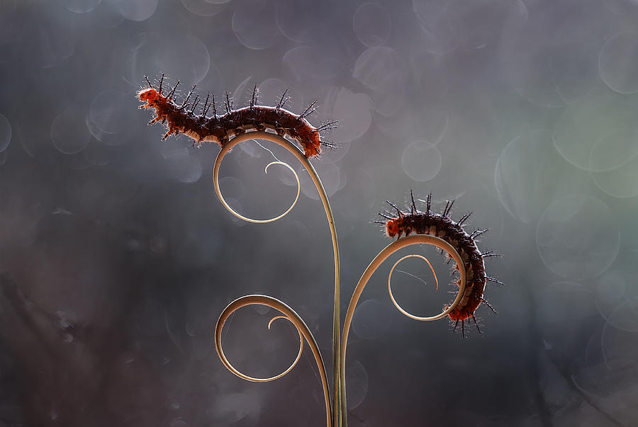 The Caterpillar Romance Photograph by Abdul Gapur Dayak