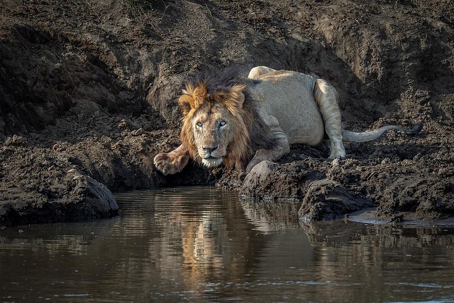Nature Photograph - The Cautious King At The Water Hole by Jeffrey C. Sink
