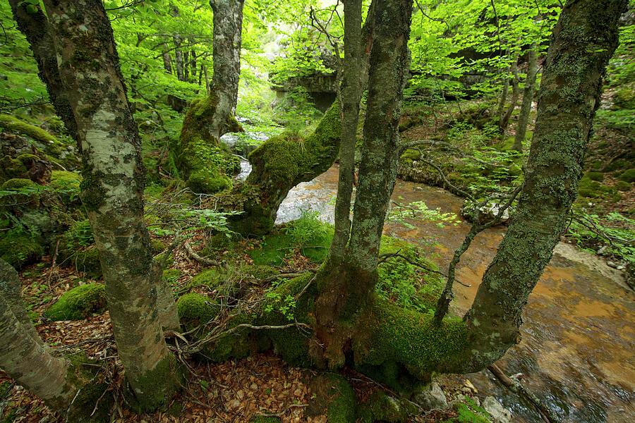 The Central Apennines Rewilding Area, Lazio E Molise Photograph by Wild ...