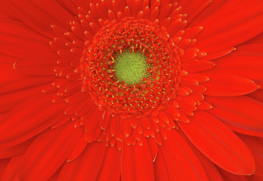 The Centre Of An Orange Gerbera Flower Photograph by Rosemary Calvert