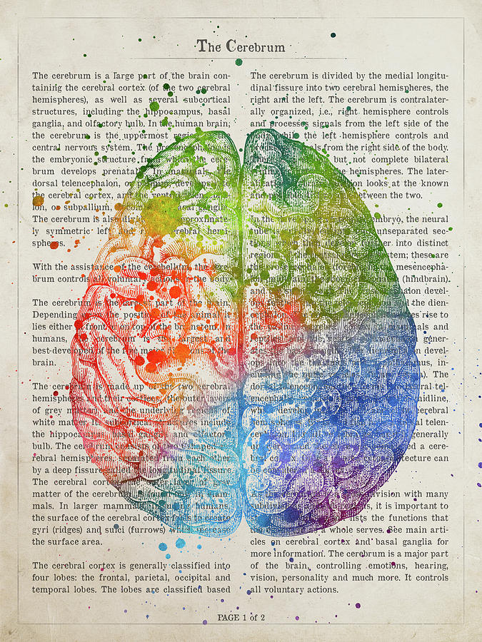 The Cerebrum Anatomy Illustration 03 Digital Art
