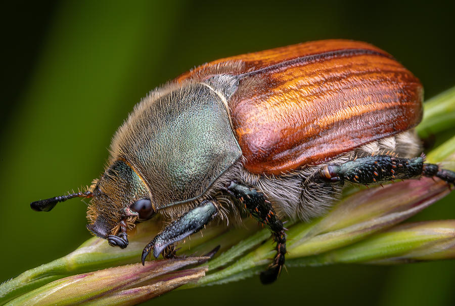Nature Photograph - The Chafer by Eduard Andrica