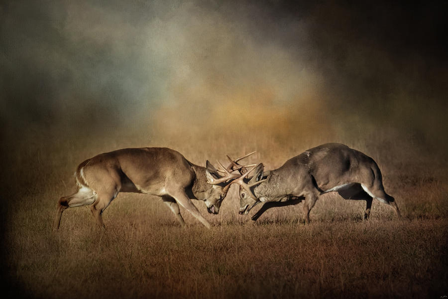 The Challengers - Whitetail Deer Art Photograph by Jai Johnson