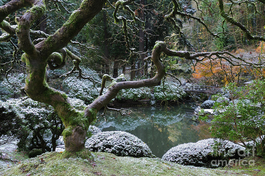 Autumn Foliage and Winter Snow at Portland Japanese Garden Photograph by Tom Schwabel
