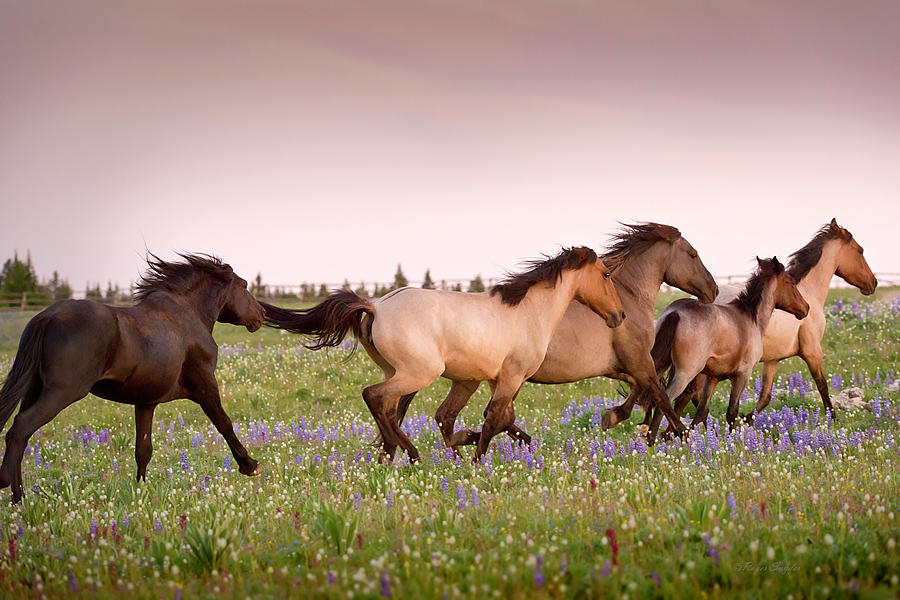 Wild Horses Photograph - The Chase 1 by Roger Snyder