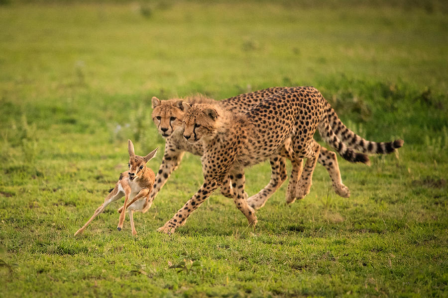Cheetah Photograph - The Chase by Mohammed Alnaser