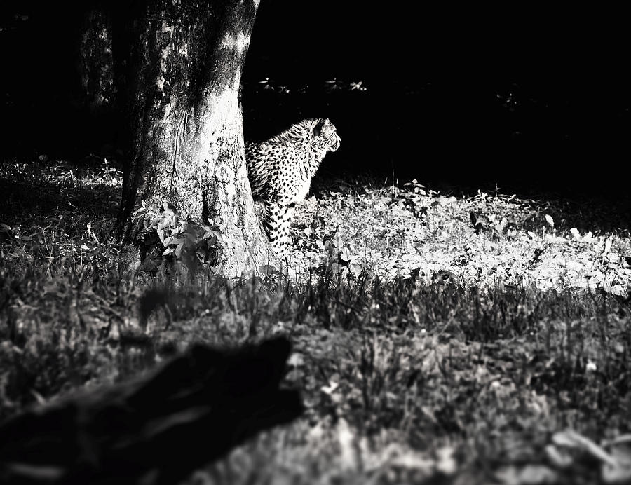 The Cheetah Photograph by Jaroslav Buna