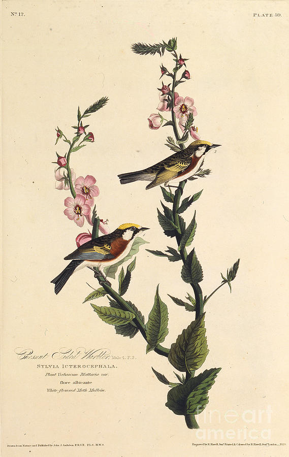 The Chestnut-sided Warbler Drawing by Heritage Images