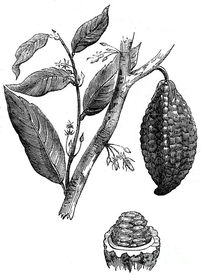 The Chocolate Nut Tree, 1886 by Print Collector