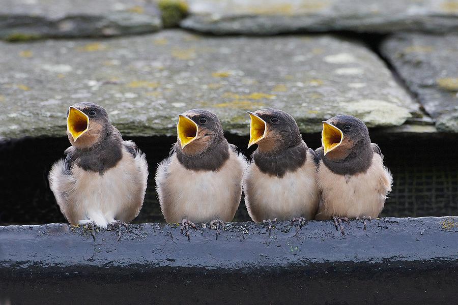 Wildlife Photograph - The Choir by Ray Cooper