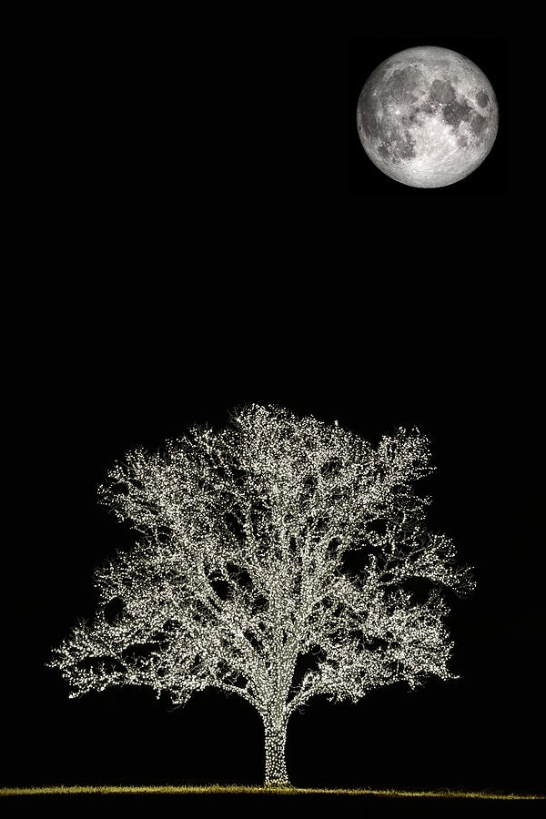 The Christmas Moon Photograph by JC Findley