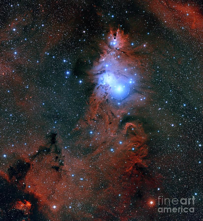 The Christmas Tree Cluster Photograph by Davide De Martin/science Photo Library