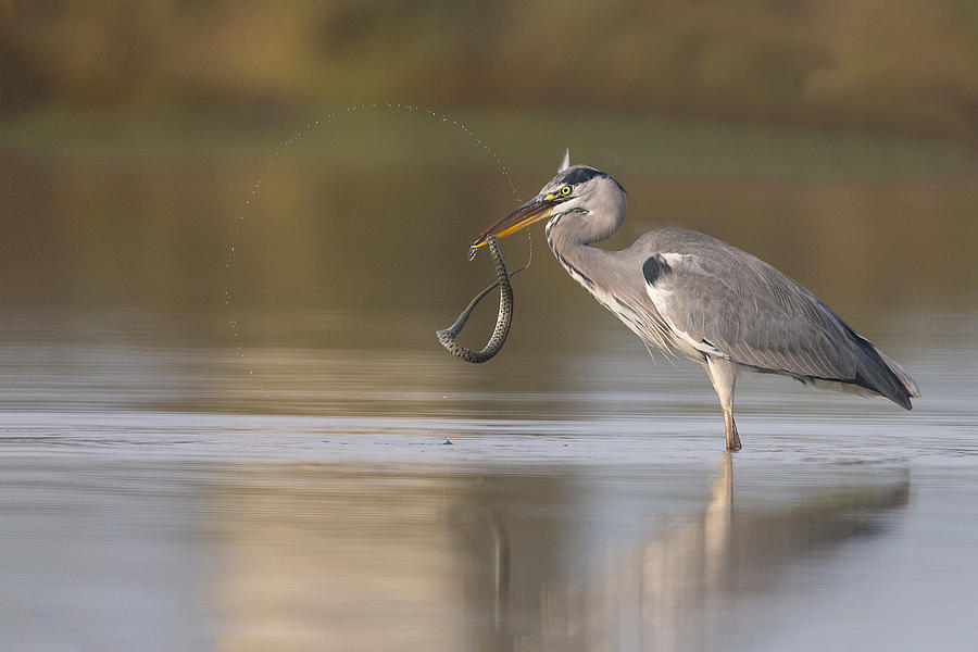 Heron Photograph - The Circle Of Life by Igor Rossetto