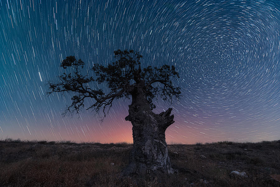 The Circumpolar Tree Photograph by Jose Antonio Trivio Sanchez