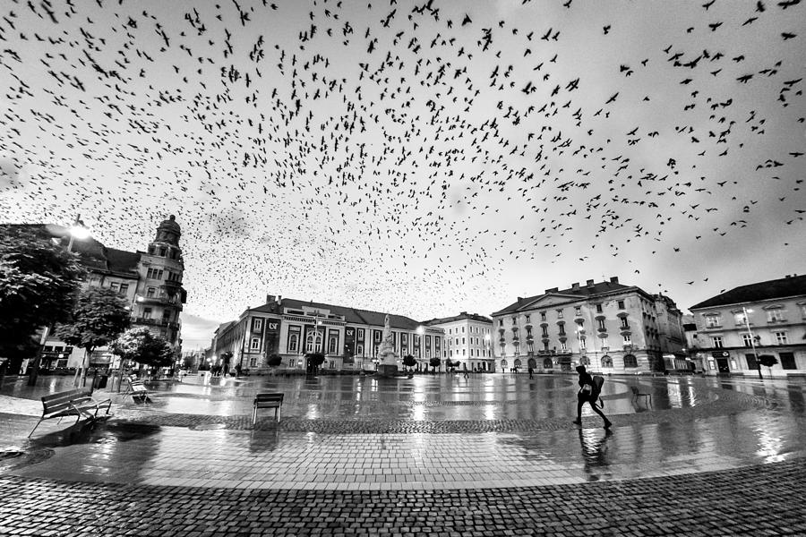 Bird Photograph - The City Of Birds by Panfil Pirvulescu