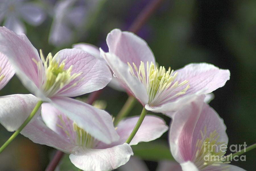 Clematis Flower Photograph - The Clematis Flower 283 by Mrsroadrunner Photography