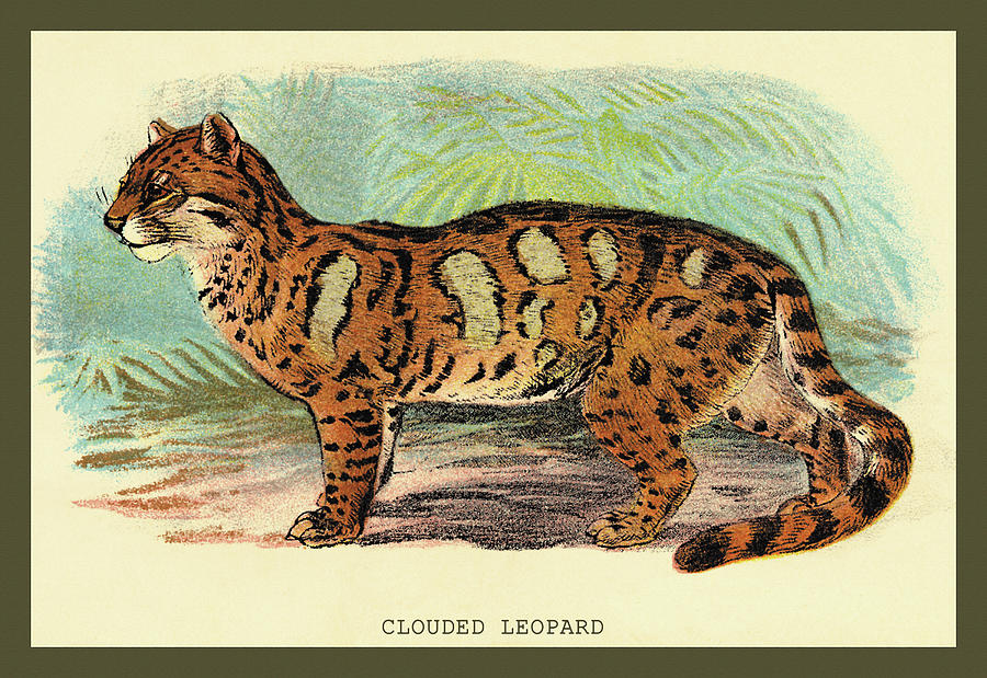The Clouded Leopard Painting by William H. Lizars