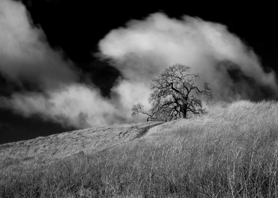 The clouds and the tree Photograph by Alessandra RC