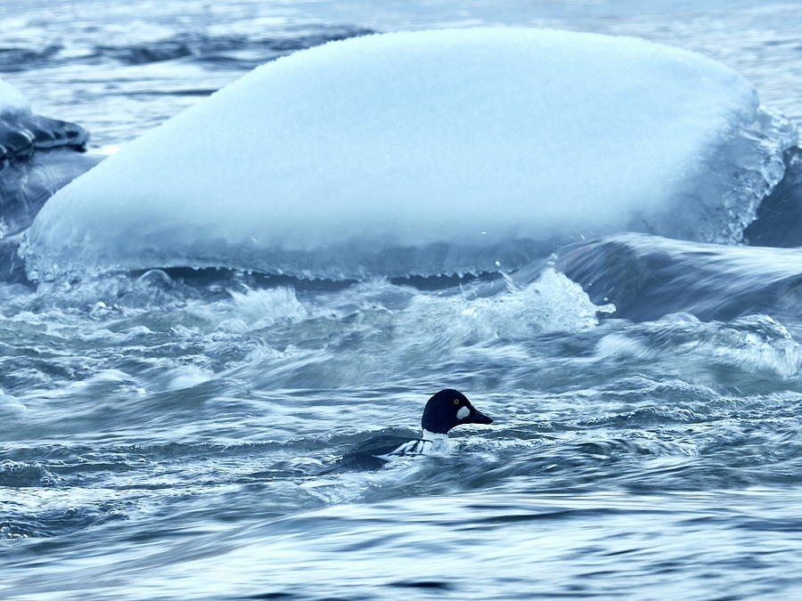 The cold and strong January stream. Common goldeneye Photograph by Jouko Lehto