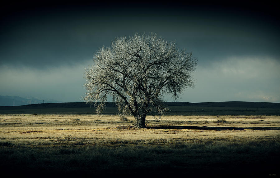 The Cold by Brian Gustafson The Cold by Brian Gustafson