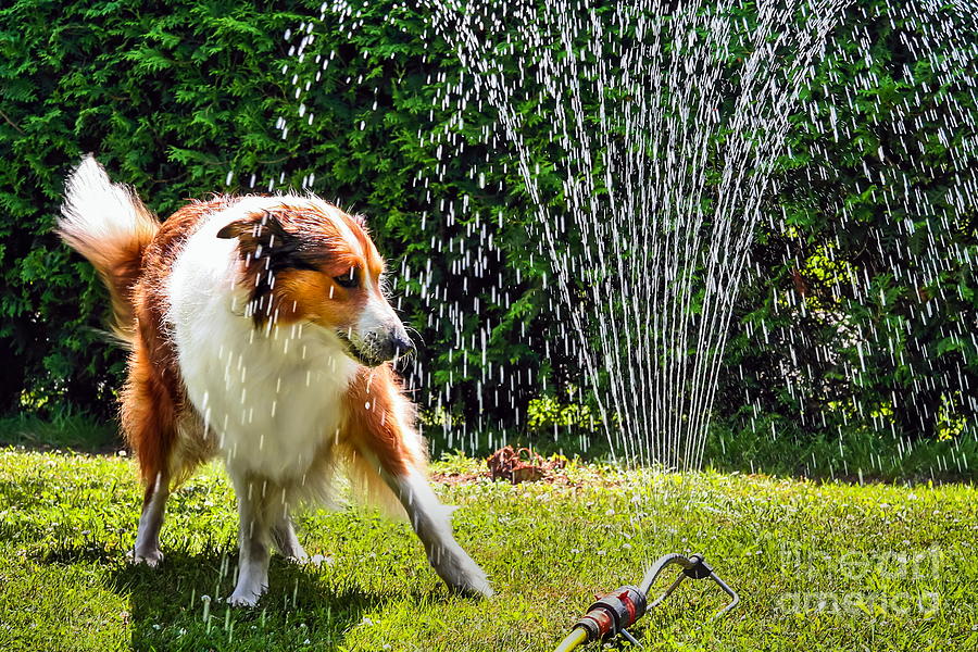 Hot Photograph - The Collie Is Avoiding The Sprinkler In by Dieterjaeschkephotography Hot Photograph - The Collie Is Avoiding The Sprinkler In by Dieterjaeschkephotography