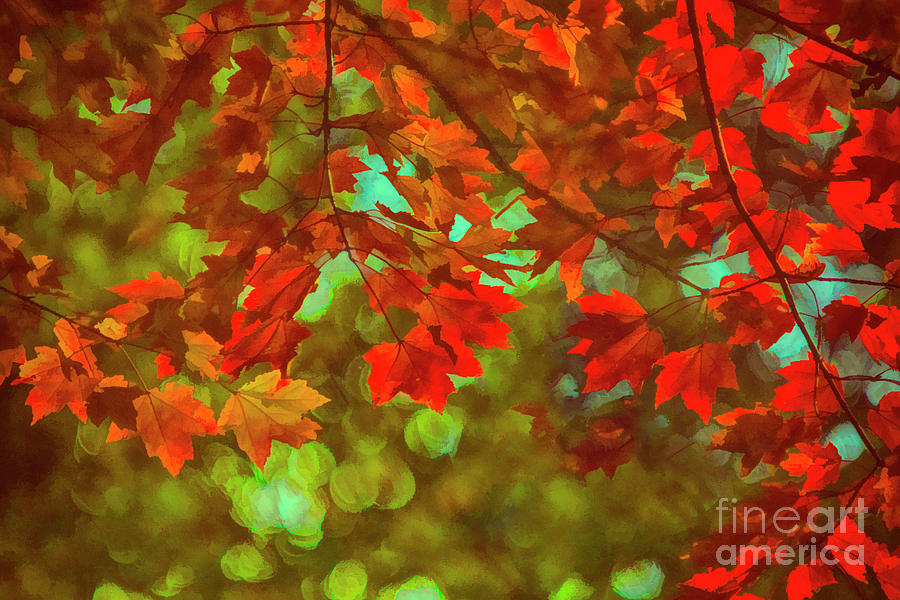 Fall Photograph - The Color Of Autumn Maple Leaves by Janice Pariza
