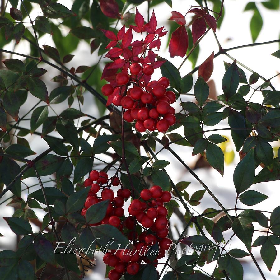 The Color of Christmas Photograph by Elizabeth Harllee