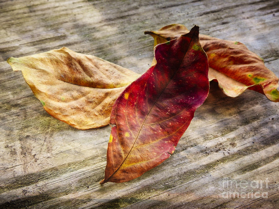 the Color of Fall Photograph by Ella Kaye Dickey
