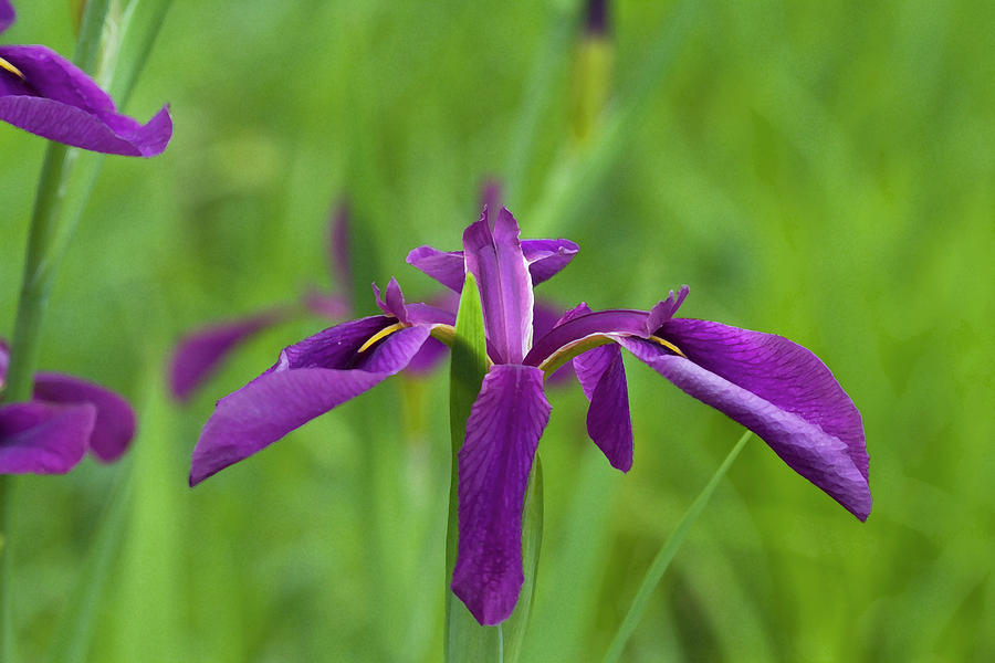 The Color Purple Louisiana iris  Photograph by Kathy Clark