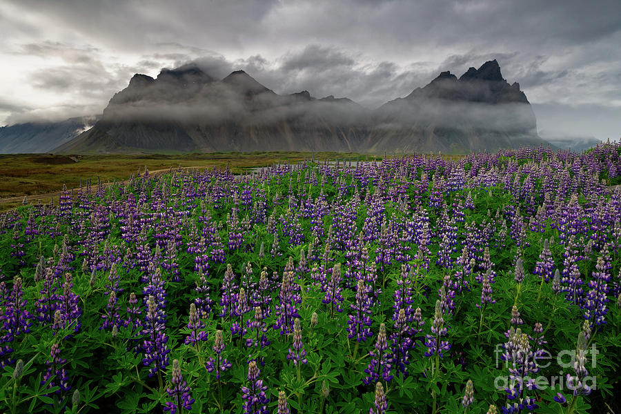 Lupine Wildflowers near Vestrahorn Mountain in Iceland with Fog Photograph by Tom Schwabel