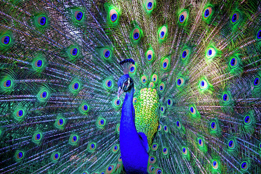 The Colorful World of the Peacock Photograph by Mark Andrew Thomas
