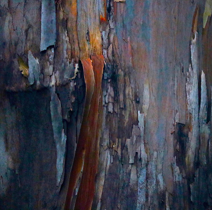 Abstract Photograph - The Colors In The Trees by Robin Wechsler