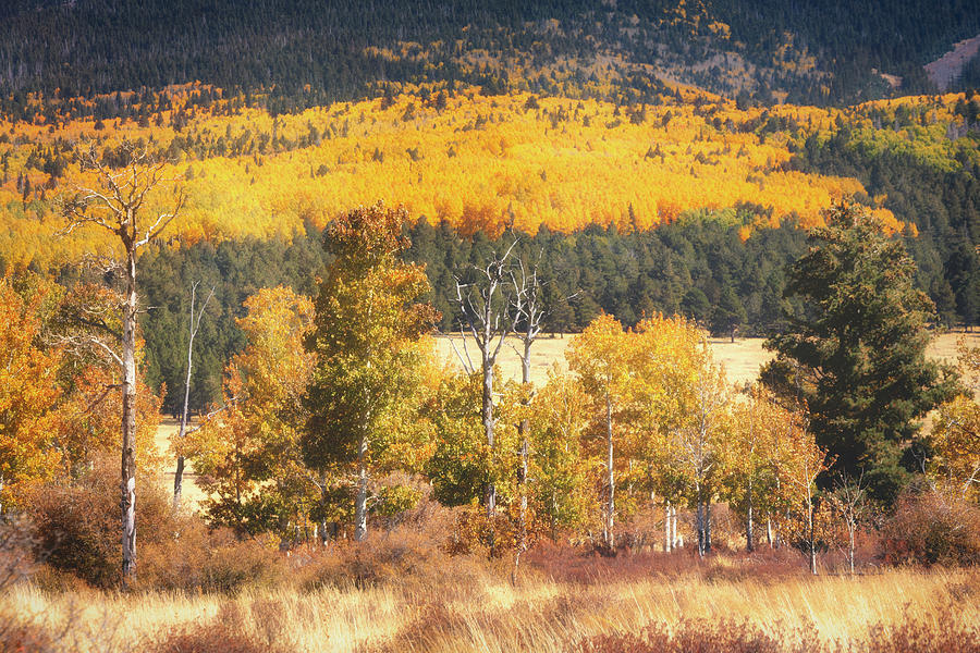 The Colors Of Autumn Aspens On The Peaks by Saija Lehtonen The Colors Of Autumn Aspens On The Peaks by Saija Lehtonen
