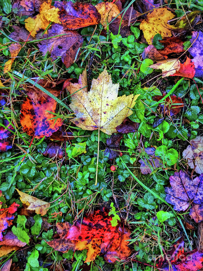 The Colors of Autumn Photograph by Kerri Farley
