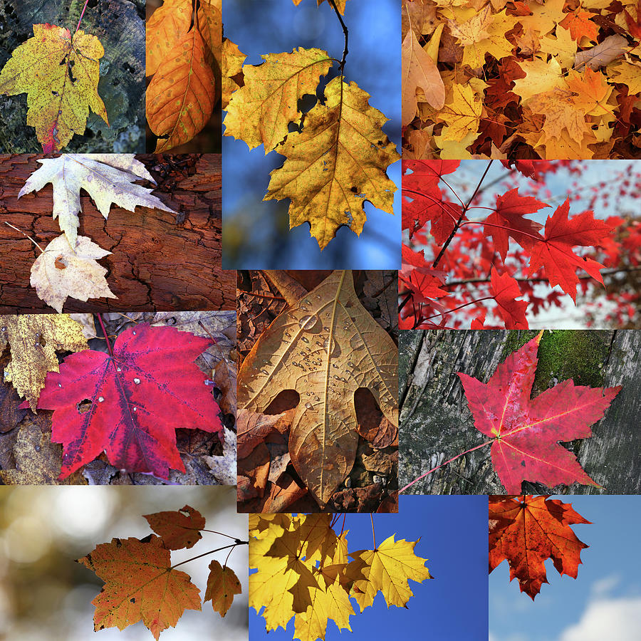 The Colors of Fall Collage Photograph by Mary Bedy