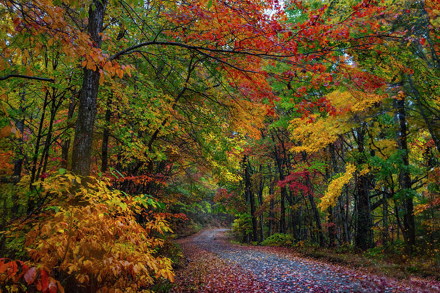 The Colors of Fall Photograph by Debra and Dave Vanderlaan
