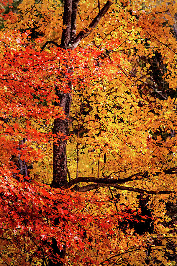 The Colors of Fall Photograph by Don Johnson
