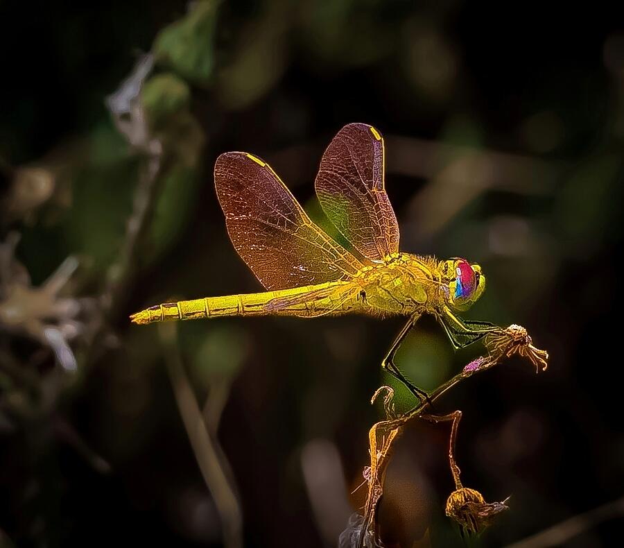 The Colors Of Nature Photograph by Uzi Glass - Fine Art America