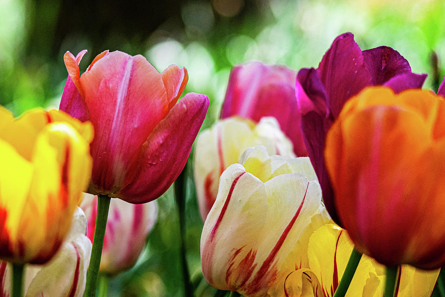 The Colors of Spring Photograph by Mary Ann Artz
