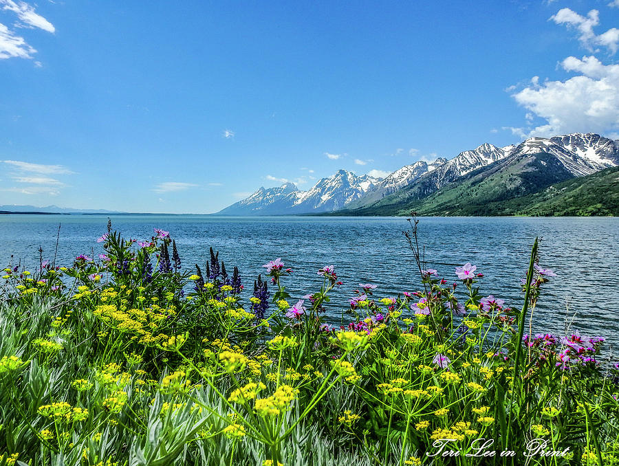 The colors of Spring by Teri Lee The colors of Spring by Teri Lee