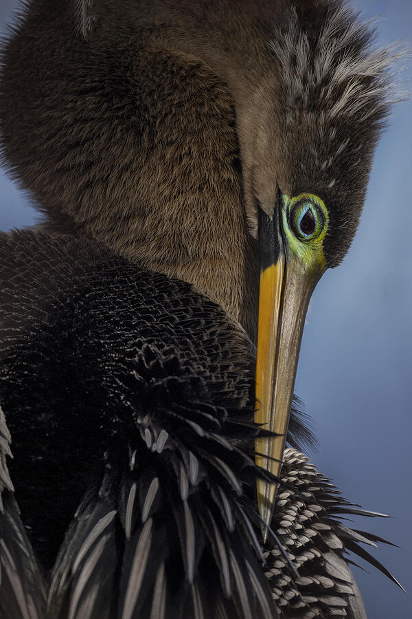 Up Movie Photograph - The Colors Of The Anhinga by Linda D Lester