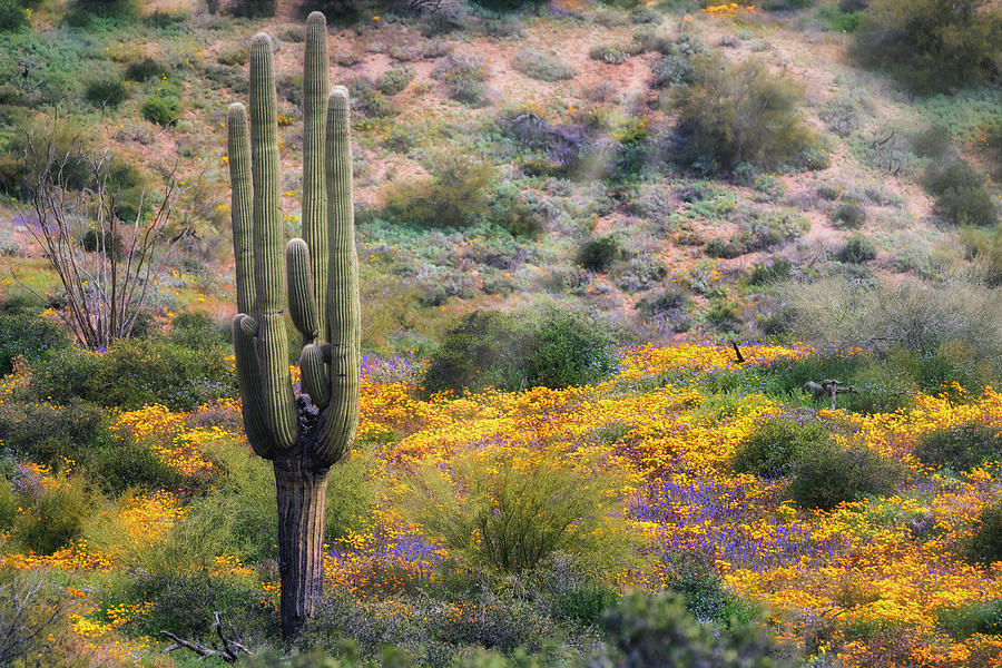 The Colors Of The Sonoran At Springtime  Photograph by Saija Lehtonen