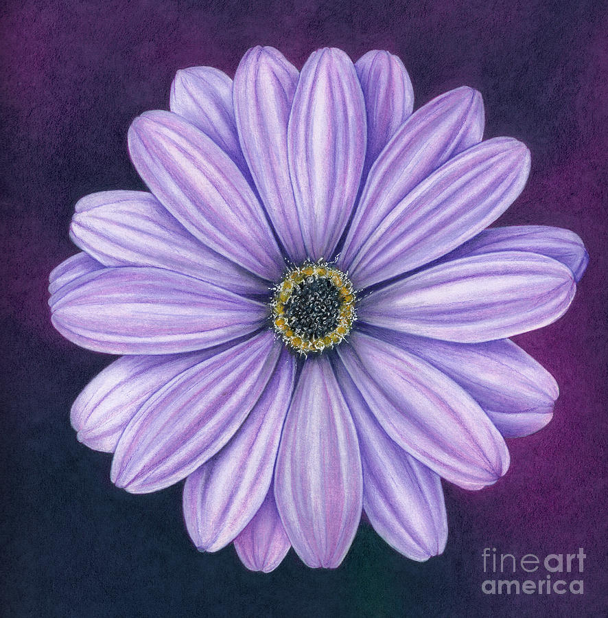 The Colour Purple Drawing by Belinda Botha