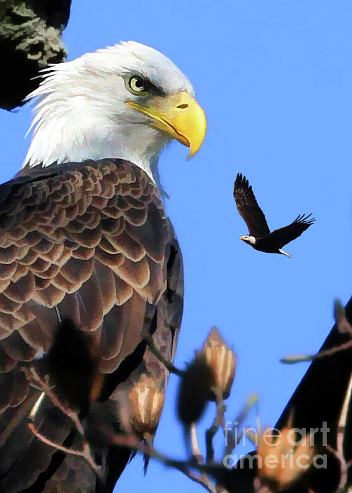 Bald Eagle Photograph - The Commander by Geoff Crego